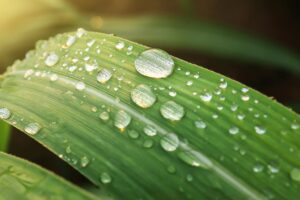 Fresh | Balance Cleansing Essential Oil Blends